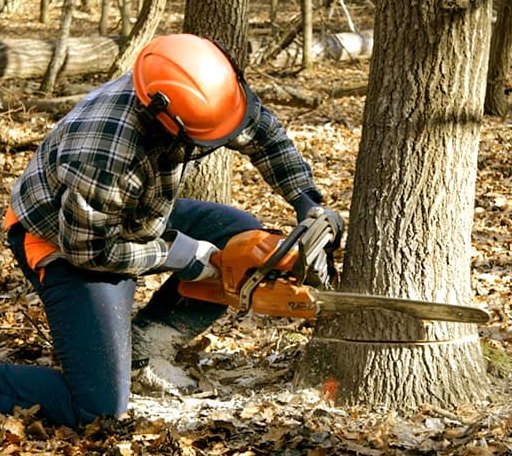 Tree Removal in Blue Mountain, MS